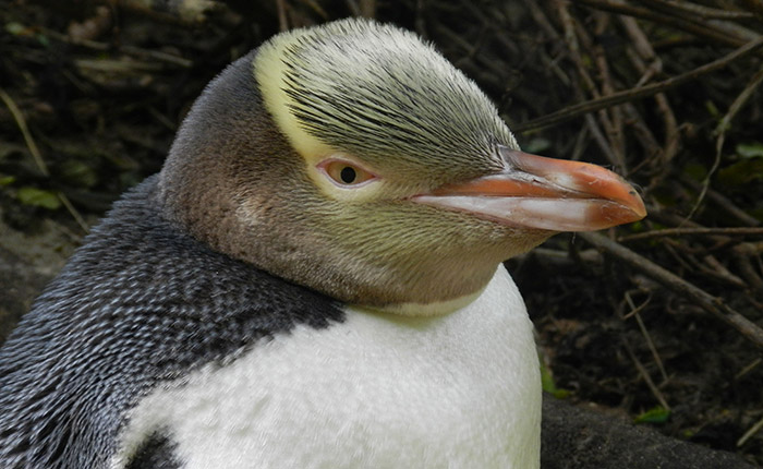 penguin express tour natures wonders