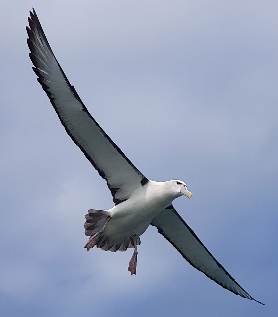 albatross dunedin natures wonders