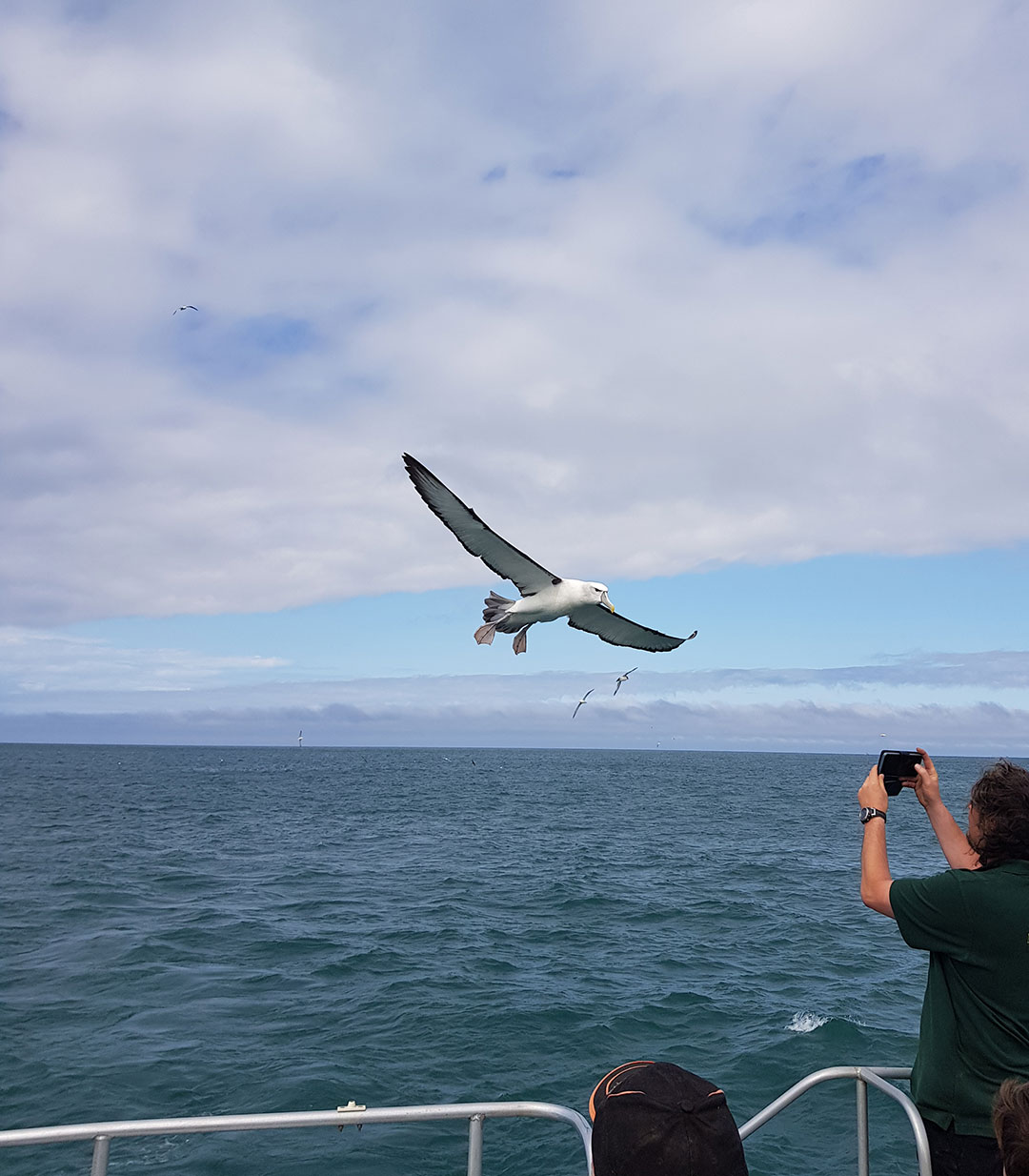 albatross dunedin natures wonders