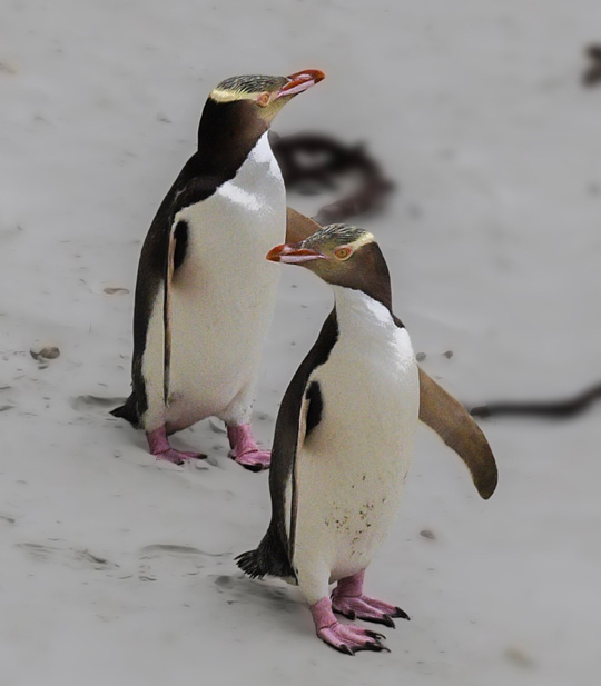 yellow eyed penguin dunedin natures wonders