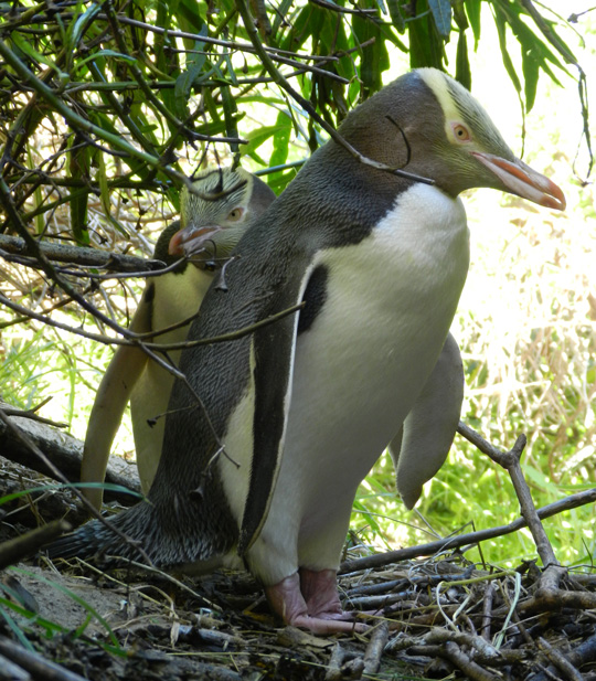 Natures wonders dunedin yellow eyed penguin