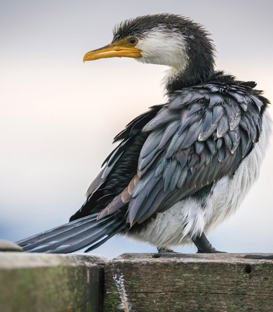 shag dunedin natures wonders