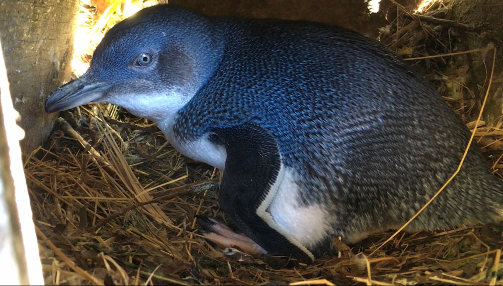 blue penguin natures wonders