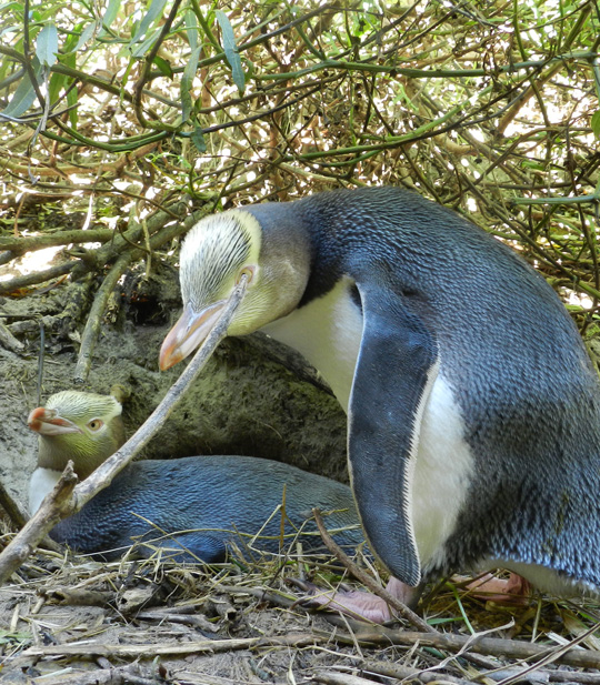 yellow eyed penguin natures wonders