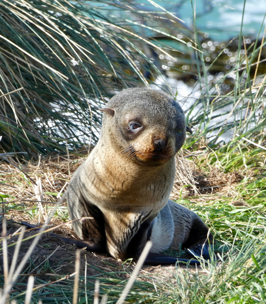 fur seal pup natures wonders